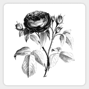 Black Rose Flower Vintage Botanical Illustration Magnet